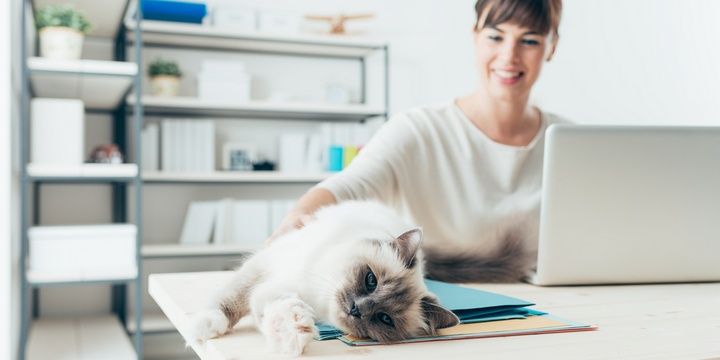 6 Reasons Why Your Pets Shouldnt Be Allowed in the Bedroom Parasites