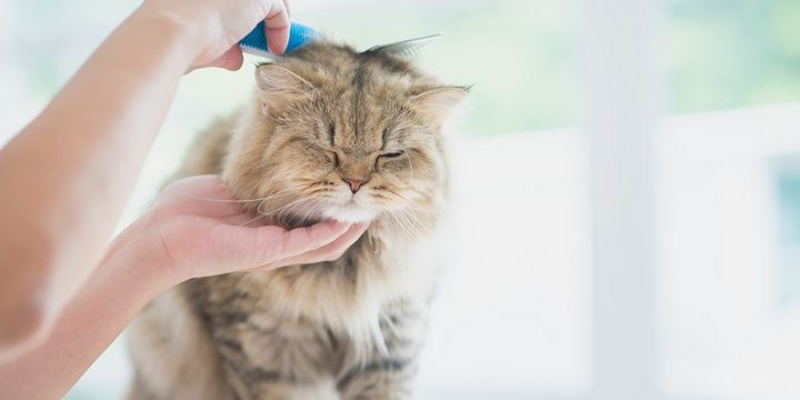 6 Reasons Why Your Pets Shouldnt Be Allowed in the Bedroom Fleas