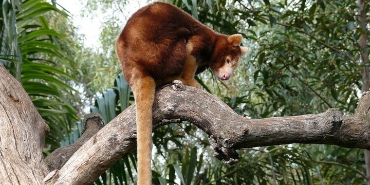 5 Cutest Creatures That May Soon Vanish The Tree Kangaroo