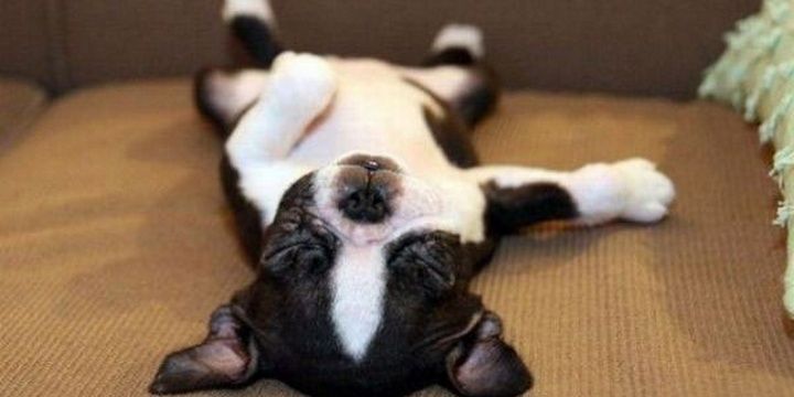 6 Unusually Looking Dog Breeds on the Planet Bostalian
