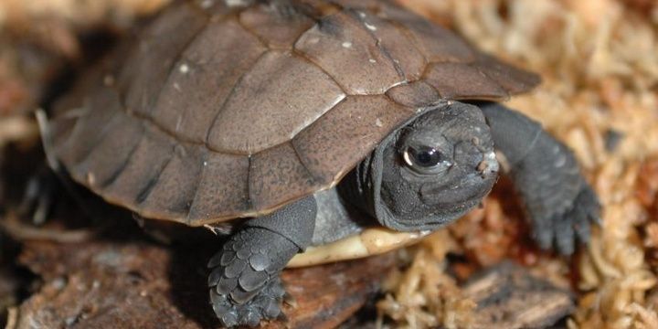 5 Cutest Creatures That May Soon Vanish Arakan Forest Turtle
