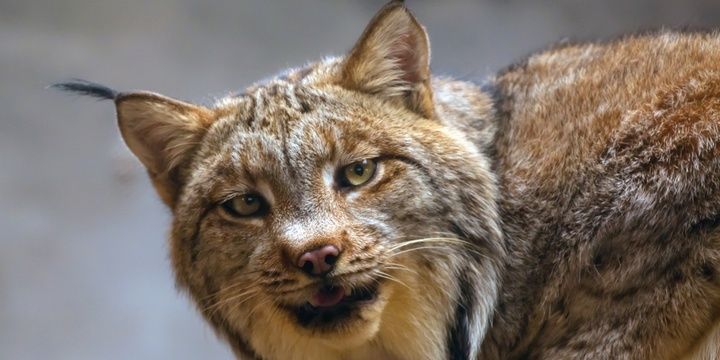 5 Cutest Creatures That May Soon Vanish Iberian Lynx