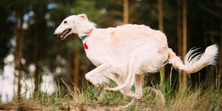 6 Unusually Looking Dog Breeds on the Planet Borzoi