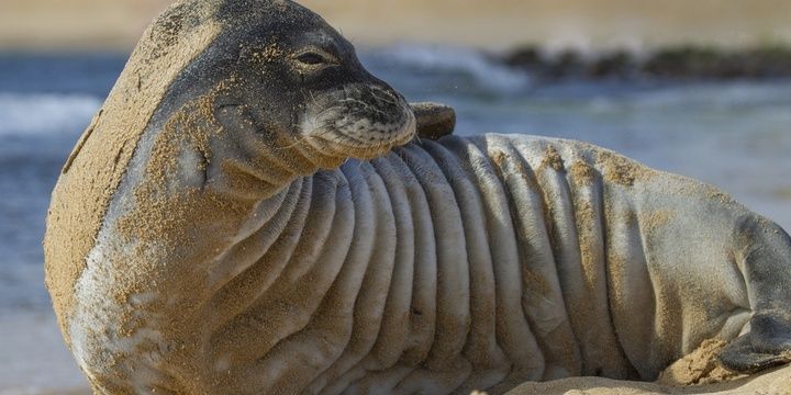 5 Cutest Creatures That May Soon Vanish Hawaiian Monk Seal