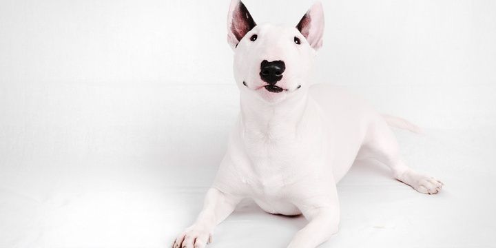 6 Unusually Looking Dog Breeds on the Planet Bull Terrier