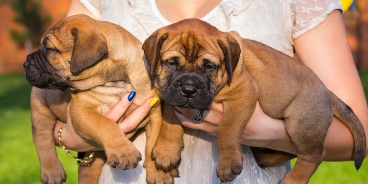 6 Unusually Looking Dog Breeds on the Planet Bullmastiff