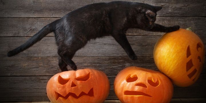5 Curious Facts about Halloween You Need to Know Phobia of Black Cats