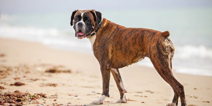 6 Dog Breeds Not Recommended for Keeping Boxer