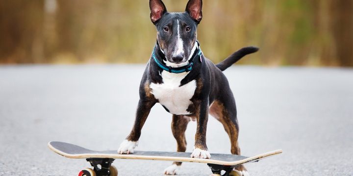 6 Dog Breeds Not Recommended for Keeping Bull Terrier