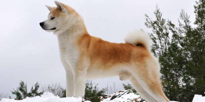6 Dog Breeds Not Recommended for Keeping Akita Inu
