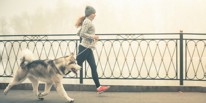 6 Dog Breeds Not Recommended for Keeping Malamute