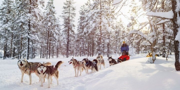 6 Dog Breeds Not Recommended for Keeping Husky