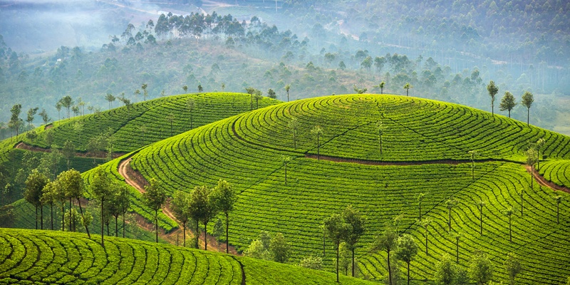 9 Tips for Women Travelling to India Munnar and its tea plantations