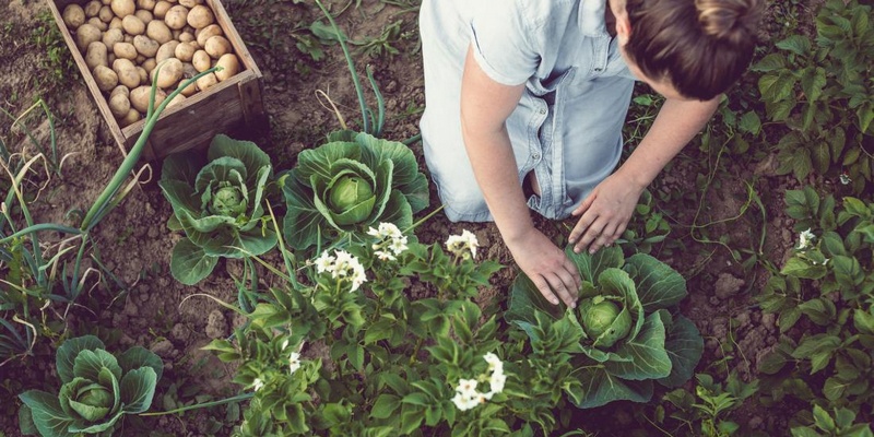 6 Major Reasons Not to Trust Organic Products GMOs